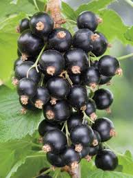 Coacaz negru