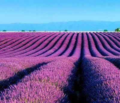 Lavanda