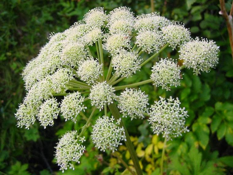 Angelica